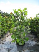 Coccoloba (Na Morze Winogron) zielony Roślina