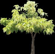 šviesiai žalia Vidinis augalai Pisonia  nuotrauka