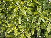 claro-verde Plantas de interior Laurel Japonés, Tobira Pittosporum  foto