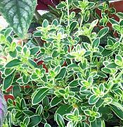 строкатий Домашні рослини Серісса (Дерево Тисячі Зірок) (Serissa foetida) фото