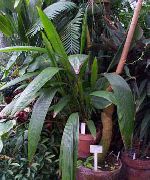 grön Krukväxter Curculigo, Palm Gräs  foto