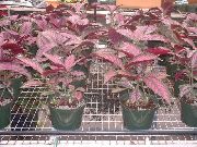 vin roșu Plante de interior Scut Persană (Strobilanthes dyerianus) fotografie