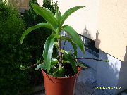 groen  Callisia, Mand Plant, Gouden Rank (Callisia fragrans) foto