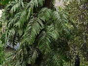 vert Plantes d'intérieur Usine De Bardeaux (Rhaphidophora) photo