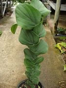 зелена  Шљунак Биљка (Rhaphidophora) фотографија