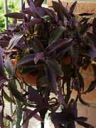 clarete Plantas de interior Purple Heart Wandering Jew (Setcreasea) foto