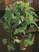зелений Домашні рослини Епіпремнум (Epipremnum) фото