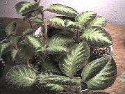 ჭრელი შიდა მცენარეები ფლეიმის ია,  (Episcia) ფოტო