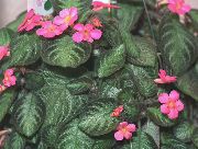 მუქი მწვანე შიდა მცენარეები ფლეიმის ია,  (Episcia) ფოტო