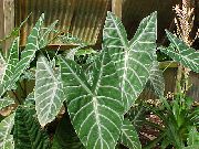 motley Innendørs planter Malanga, Yautia (Xanthosoma) bilde
