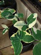 gesprenkelt Zimmerpflanzen Malanga, Yautia (Xanthosoma) foto