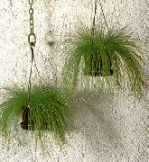 verde Plantas de interior Fiber-Optic Grass (Isolepis cernua, Scirpus cernuus) foto