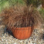 Carex, Острица кафяв Растение