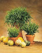 зелений Домашні рослини Погонатерум (Pogonatherum) фото