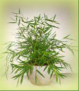 groen Kamerplanten Miniatuur Bamboe (Pogonatherum) foto