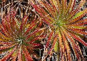 kırmızı Kapalı bitkiler Peri Melek (Hechtia) fotoğraf