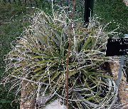 сріблястий Домашні рослини Гехт (Hechtia) фото
