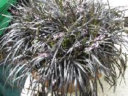 αργυροειδής φυτά εσωτερικού χώρου Μαύρος Δράκος, Κρίνο-Χλοοτάπητα, Γενειάδα Φιδιού (Ophiopogon) φωτογραφία