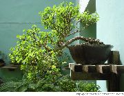 зелений Домашні рослини Брейн (Сніговий Кущ) (Breynia) фото
