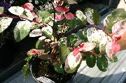 variegado Plantas de interior Snow Bush (Breynia) foto