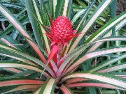 broget Indendørs planter Ananas  foto