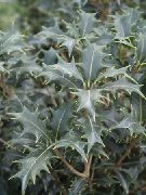 ვერცხლისფერი შიდა მცენარეები ჩაის ზეთისხილის (Osmanthus) ფოტო