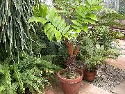зелен Стайни растения Флорида Арарут (Zamia) снимка