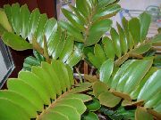 მწვანე შიდა მცენარეები Florida მარანთა (Zamia) ფოტო