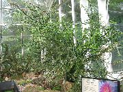 მწვანე შიდა მცენარეები Jacobs ასვლა, ეშმაკები ხერხემალი (Pedilanthus) ფოტო