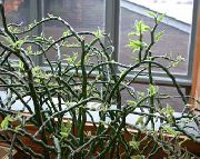 ჭრელი შიდა მცენარეები Jacobs ასვლა, ეშმაკები ხერხემალი (Pedilanthus) ფოტო