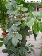 grün Zimmerpflanzen Chestnut Vine (Tetrastigma) foto