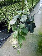 verde Plantas de interior Chestnut Vine (Tetrastigma) foto