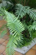 მწვანე შიდა მცენარეები Polypody (Polypodium) ფოტო