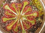 zeleno svijetlo Sobne biljke Okrugli-Poljskog Muholovka (Drosera) foto