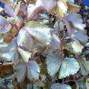 bordo Telpaugi Uguns Pūķis Acalypha, Hoja De Cobre, Varš Leaf (Acalypha wilkesiana) foto