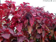 červená Pokojové rostliny Oheň Drak Acalypha, Hoja De Cobre, Měď List (Acalypha wilkesiana) fotografie