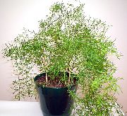 groen Kamerplanten Asperge (Asparagus) foto