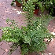 Spleenwort verde Planta