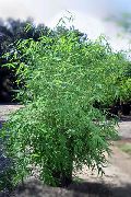 зелен Стайни растения Бамбук (Bambusa) снимка