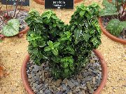 vihreä Huonekasvit Japanilainen Kara (Euonymus japonica) kuva