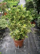 room plants Japanese spindle  Euonymus japonica 