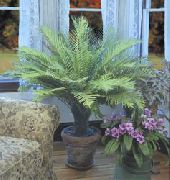 zelená Izbové Rastliny Tvrdý Papraď (Blechnum gibbum) fotografie
