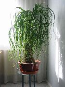 žalias Vidinis augalai Drambliai Pėdų, Ponis Uodegos (Beaucarnea) nuotrauka