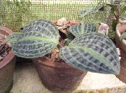 ποικιλόχρους φυτά εσωτερικού χώρου Geogenanthus, Φυτών Είδος Ελαφρού Ραβδωτού Υφάσματος  φωτογραφία