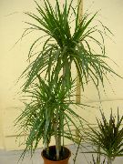yeşil Kapalı bitkiler Dracaena  fotoğraf