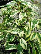 rengârenk Kapalı bitkiler Kadsura  fotoğraf