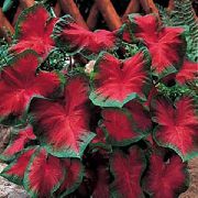 rød Indendørs planter Caladium  foto