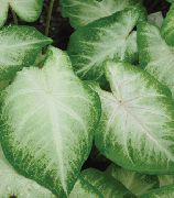 ვერცხლისფერი შიდა მცენარეები კალადიუმის (Caladium) ფოტო