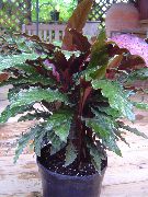 тъмнозелено  Calathea, Зебра Растение, Паун Растителна  снимка