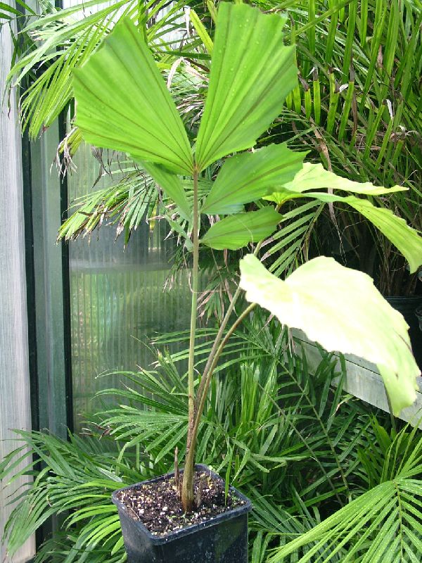 Indendørs planter Fiskehale Håndflade (Caryota) foto, og plantning, pleje voksende. blad farve: grøn
